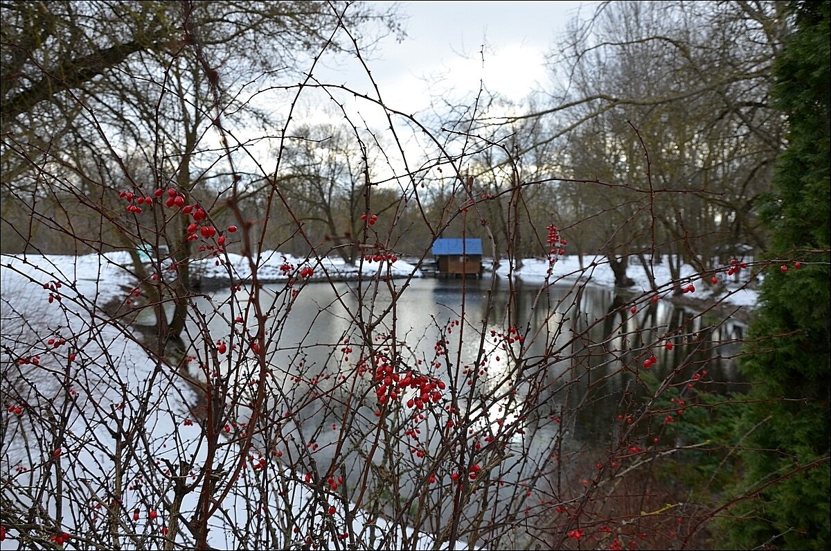 Брызги барбариса - Сеня Белгородский