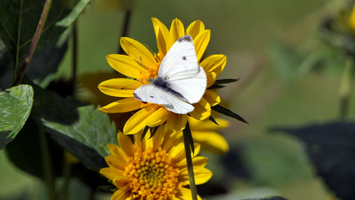 Бабочка / Butterfliesу - "The Natural World" Александер