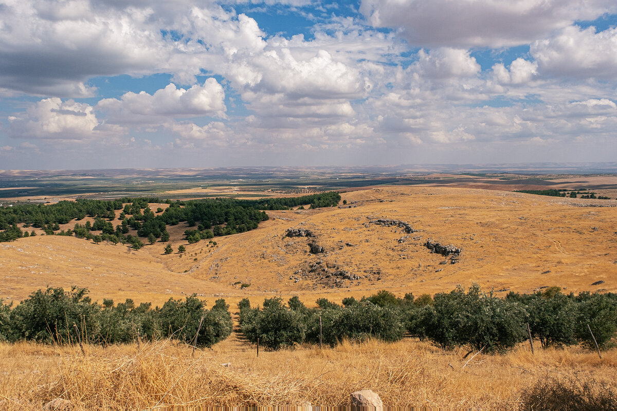 Турецкие просторы с оливковыми рощами - Galina 