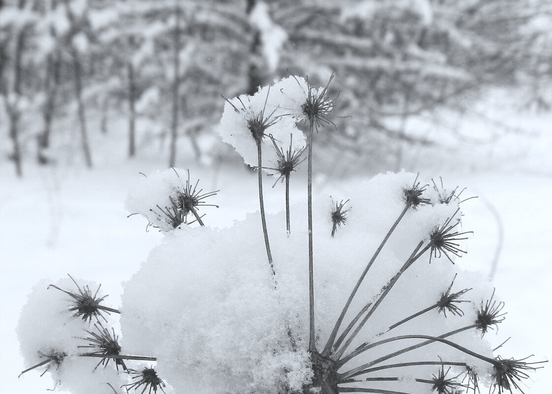 зимний цветочек - Лера 