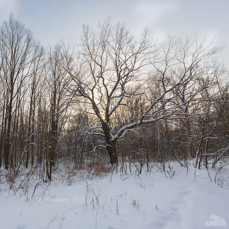 Ветвистое дерево зимой - Александр Синдерёв