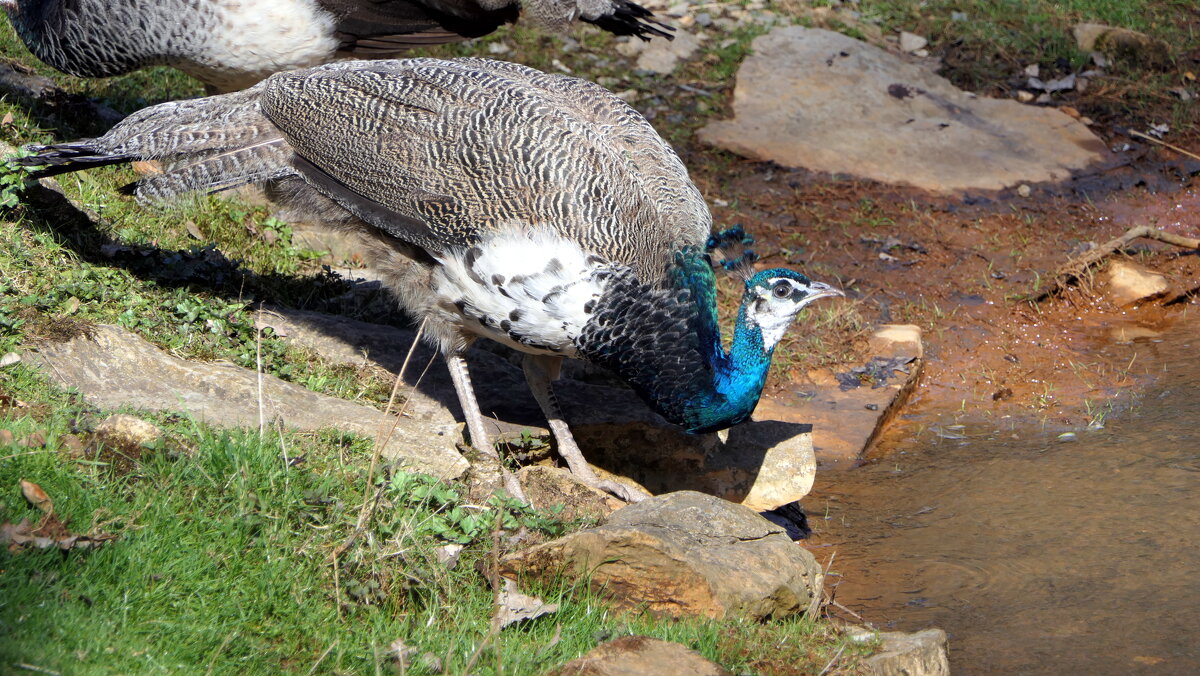 Индийский павлин-Indian Peafowl... - "The Natural World" Александер