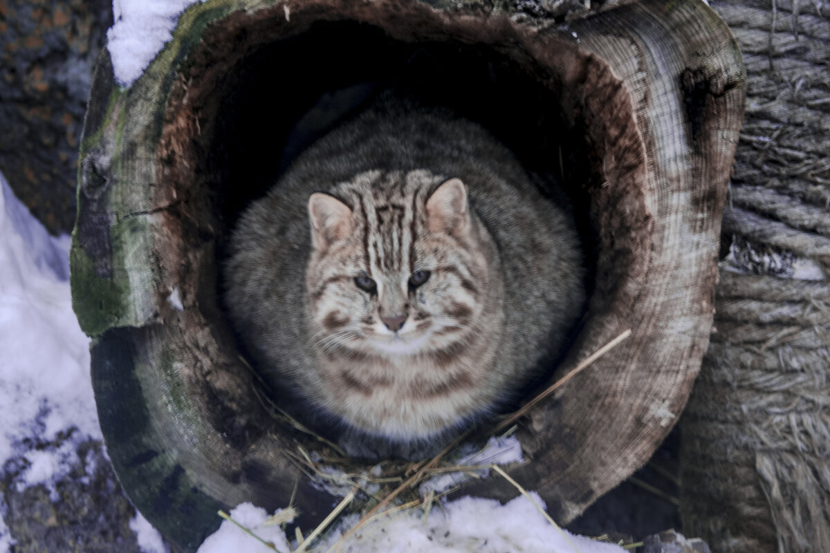 Дальневосточкый лесной кот - Владимир Максимов