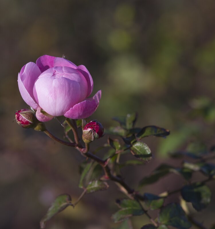 Розы декабря - Светлана Тихонина