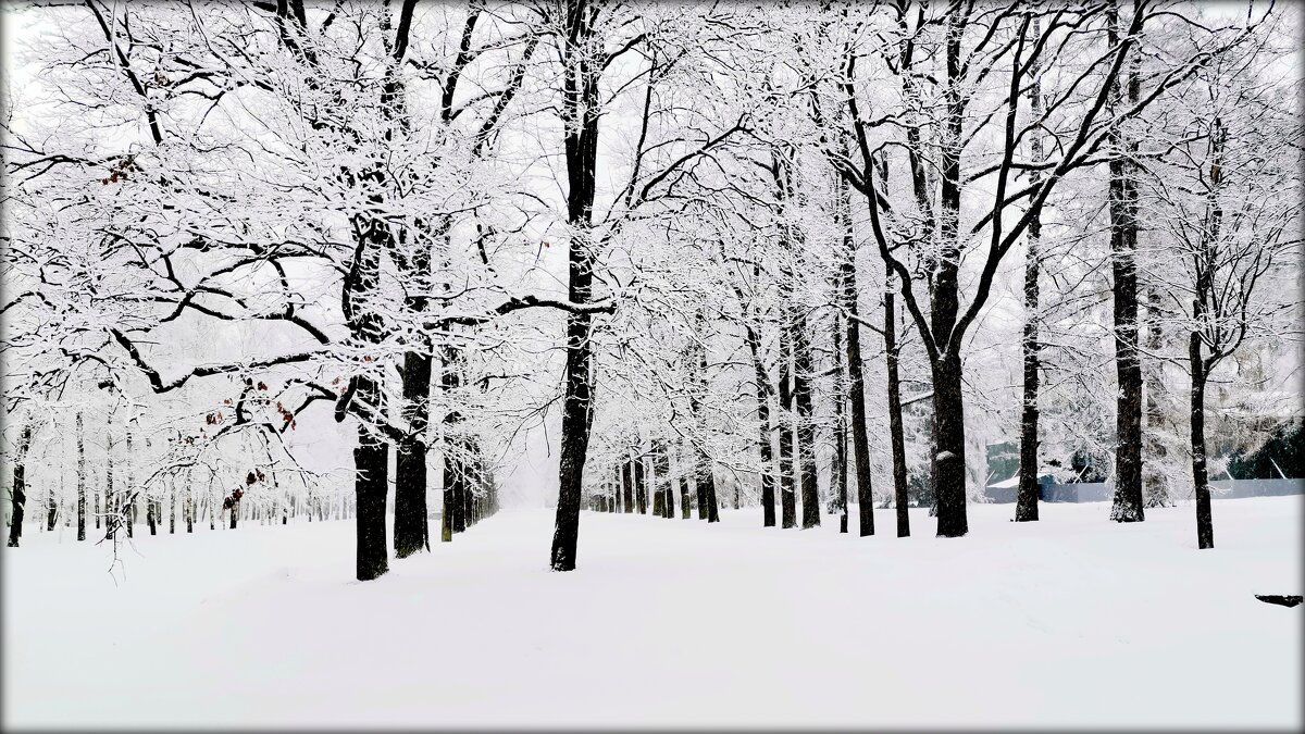 В парке тихо шёл снег -  1 - Сергей 