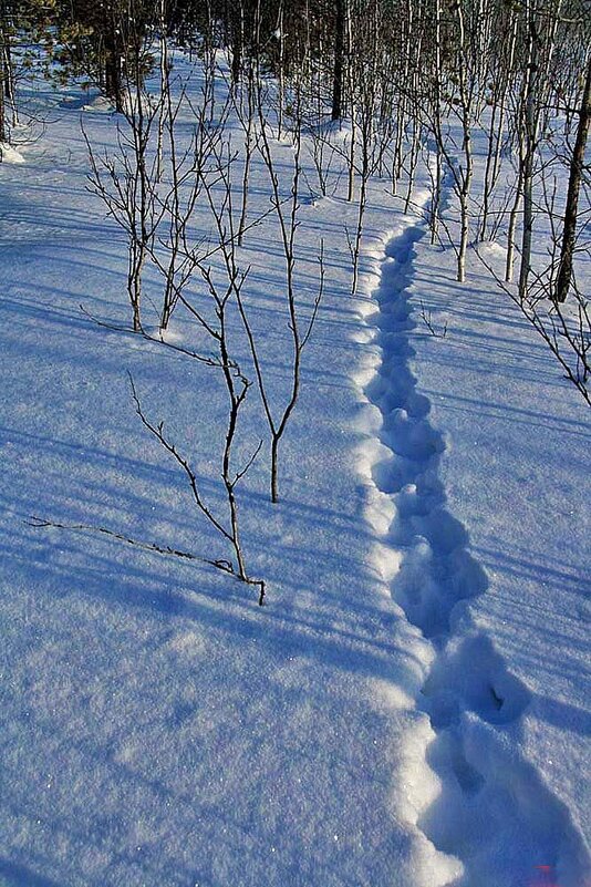 Январь...Лисья тропа на глубоком снегу! - Владимир 