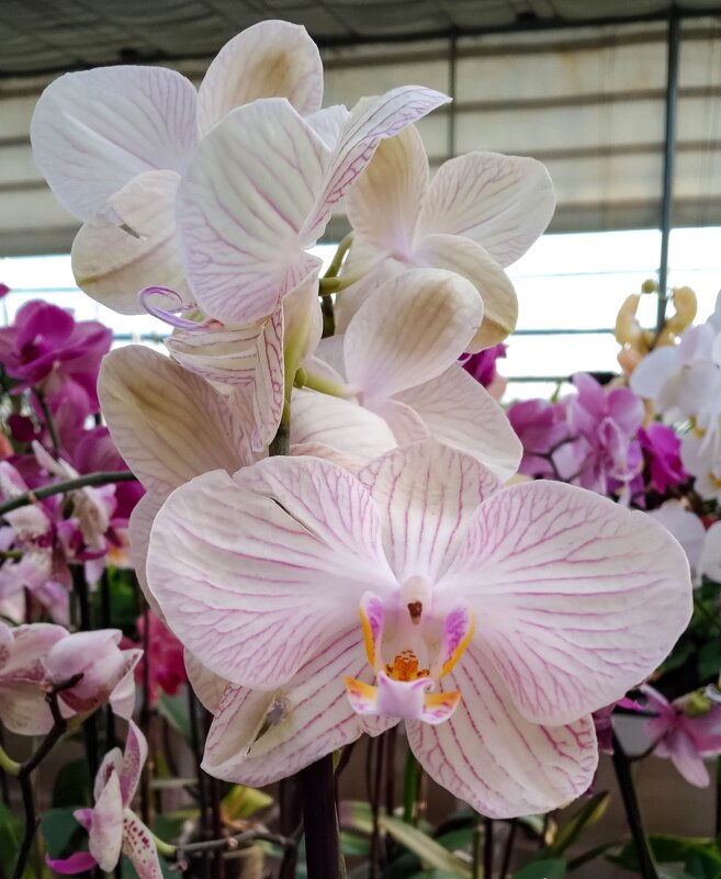 В царстве орхидей - Любовь 