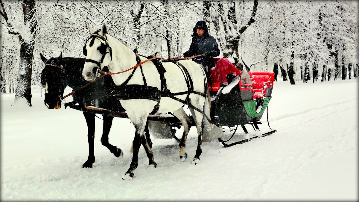Парковые лошадки - 1 - Сергей 