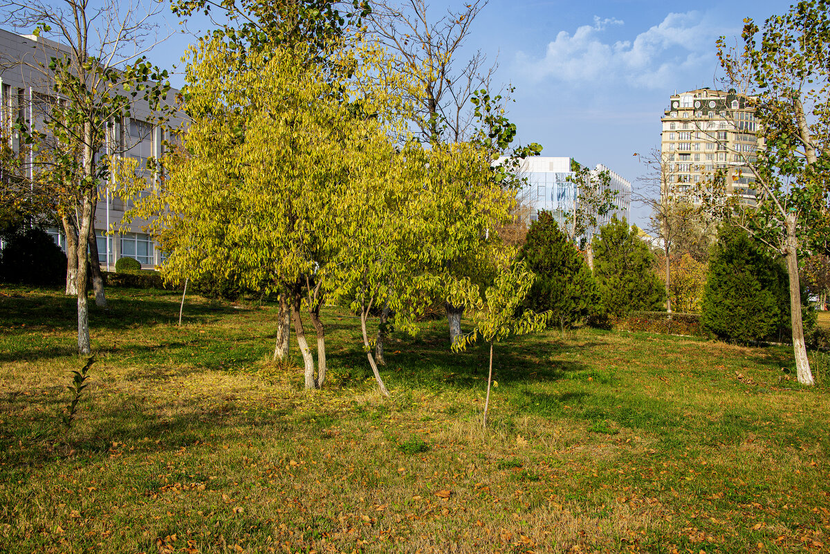 Осень - Анатолий Чикчирный