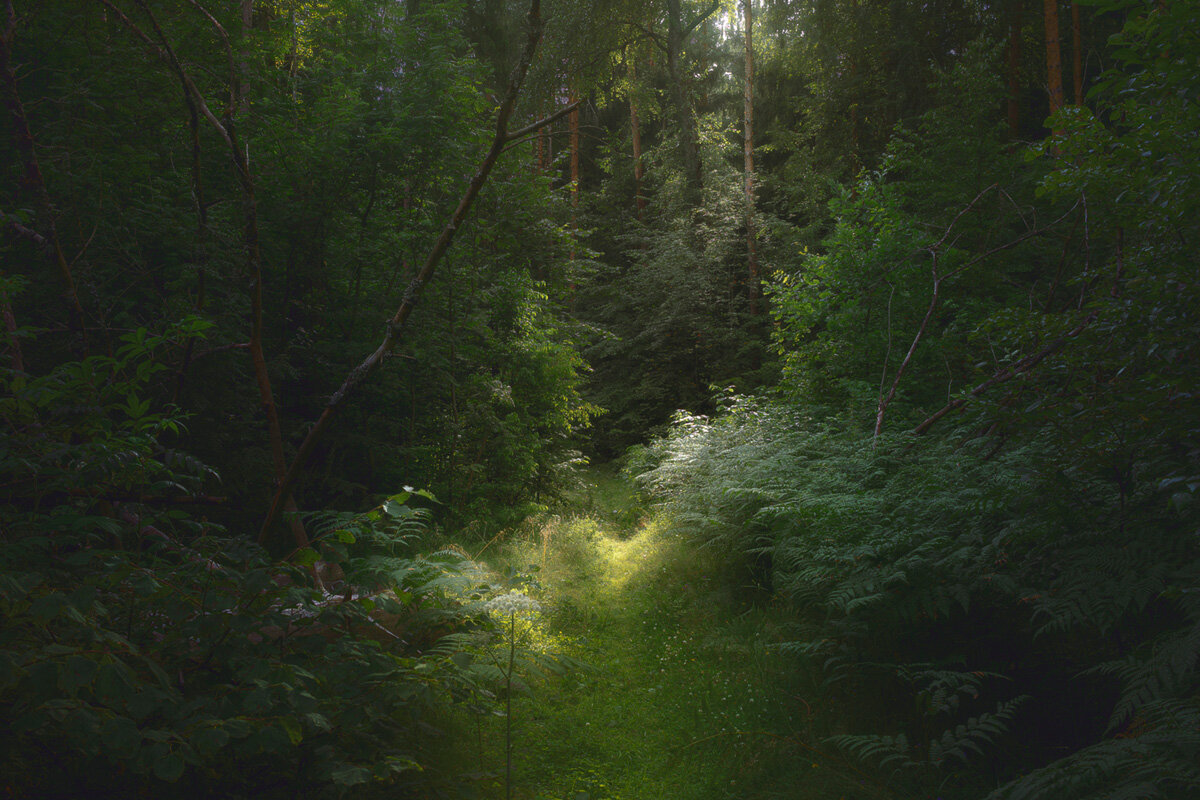 В летнем лесу - Валерий Вождаев