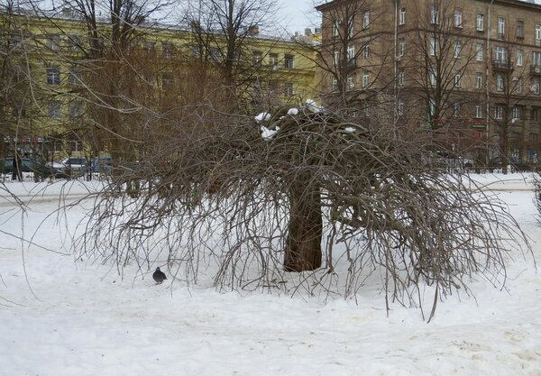 Кустик - Вера Щукина