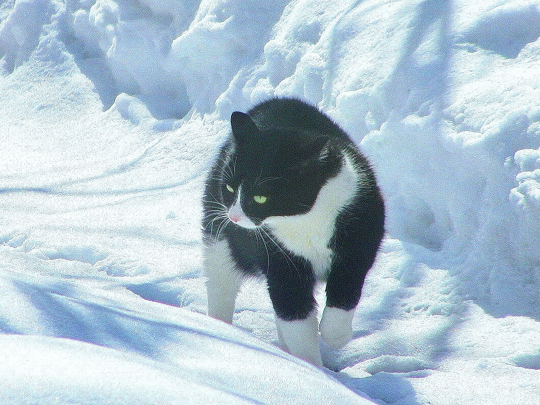 Не люблю я снег - Людмила Смородинская