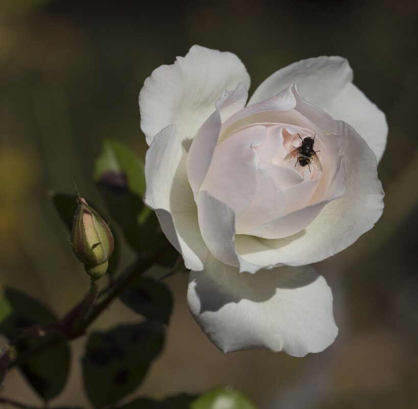 Январская роза и муха - Светлана Тихонина