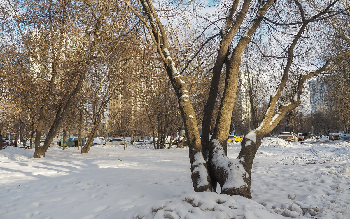 Природа в Городе - юрий поляков