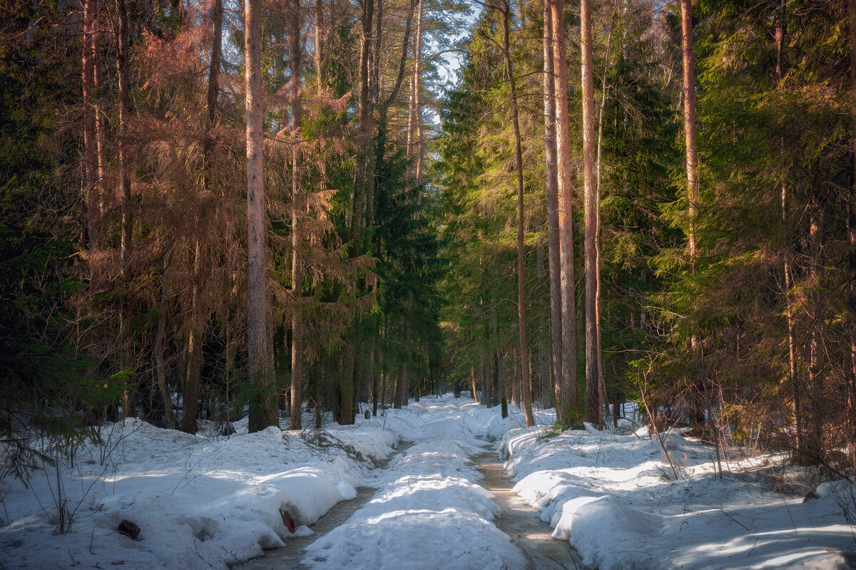 Мороз и солнце в лесу - Валерий Вождаев