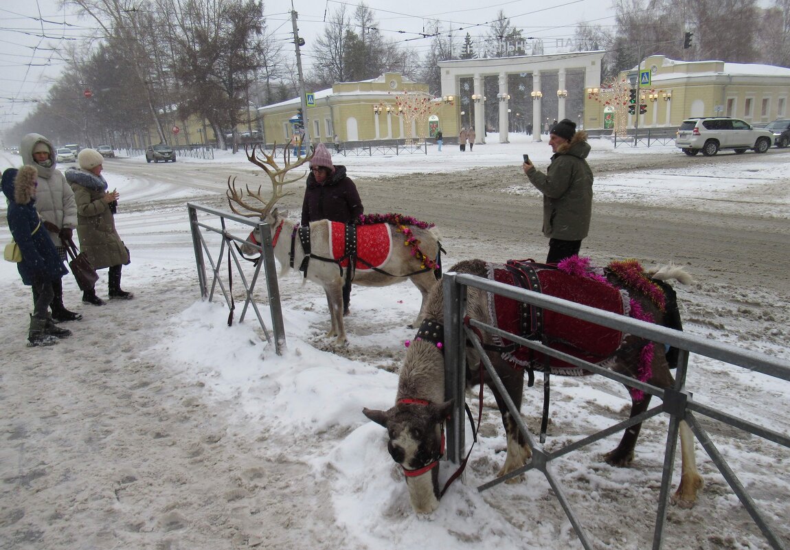 Олени возле входа в парк - Андрей Макурин