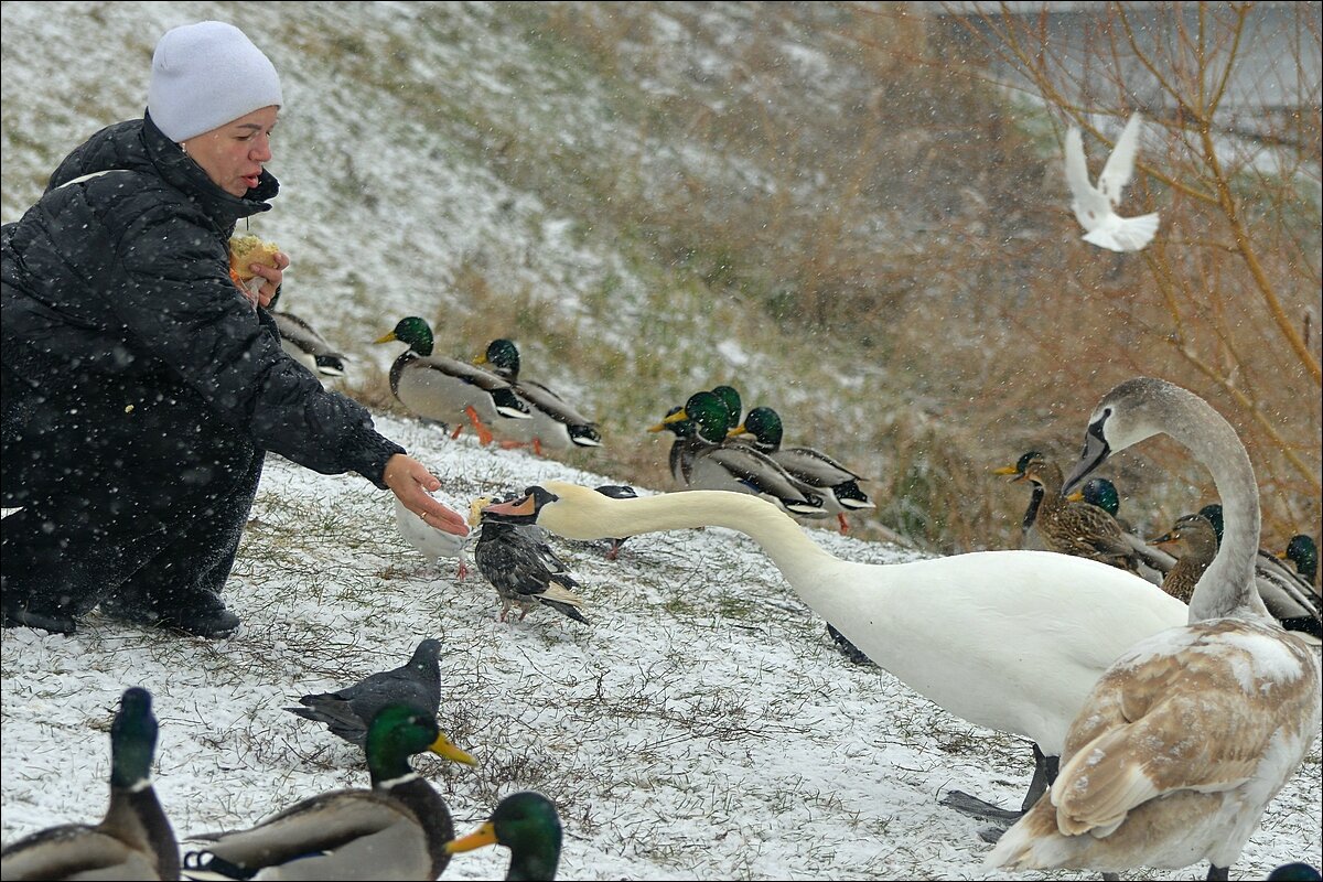 ..... - Сеня Белгородский