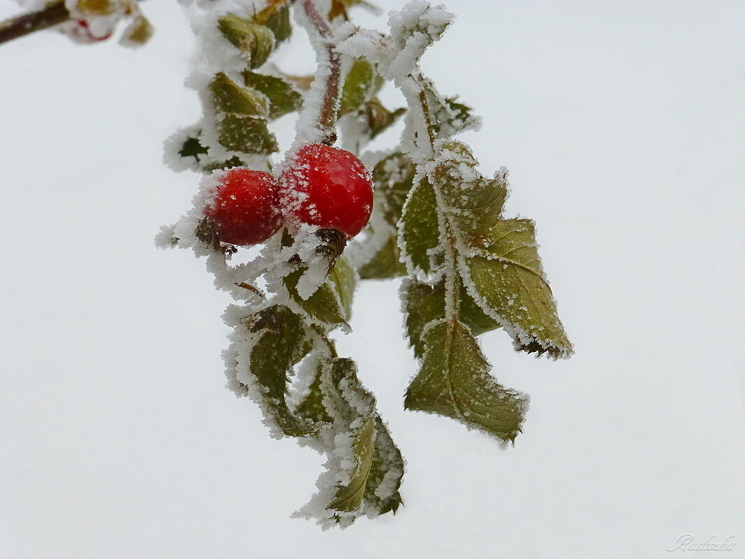 Замерзшие ягодки шиповника - Raduzka (Надежда Веркина)
