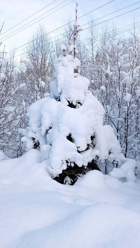Зима - Николай 