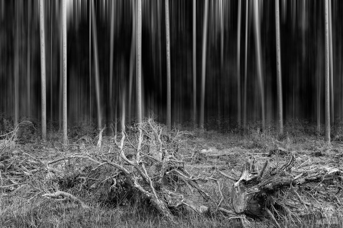 В чёрно-белом лесу - Александр Синдерёв