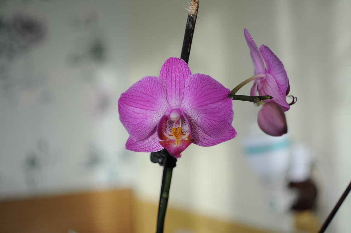 орхидея - Владимир 