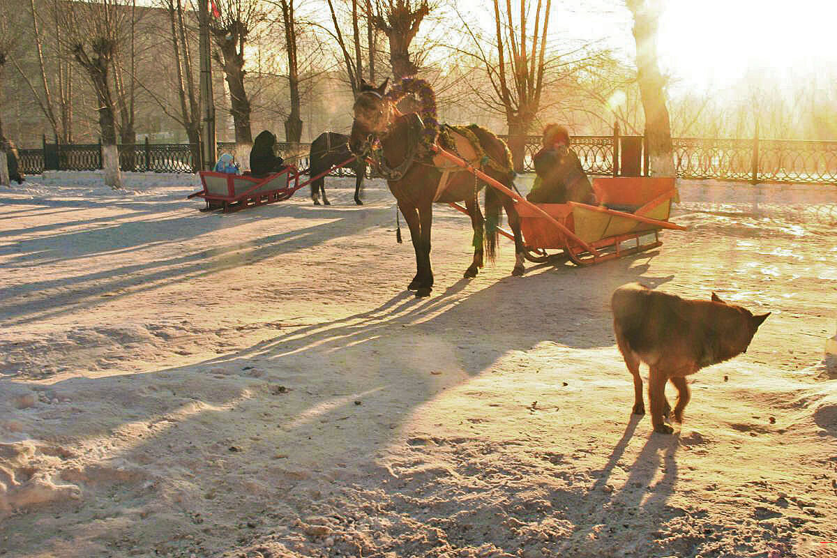 Новогоднее с лошадками и псом! - Владимир 