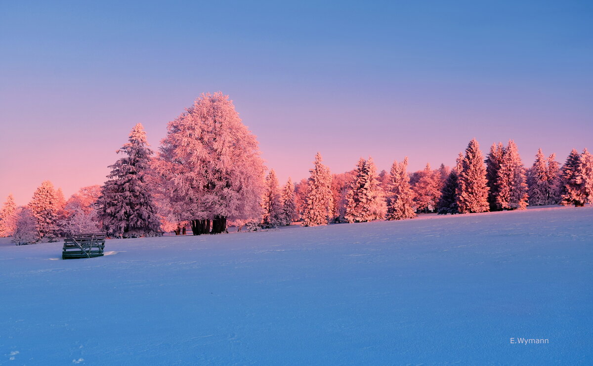 winter morning - Elena Wymann