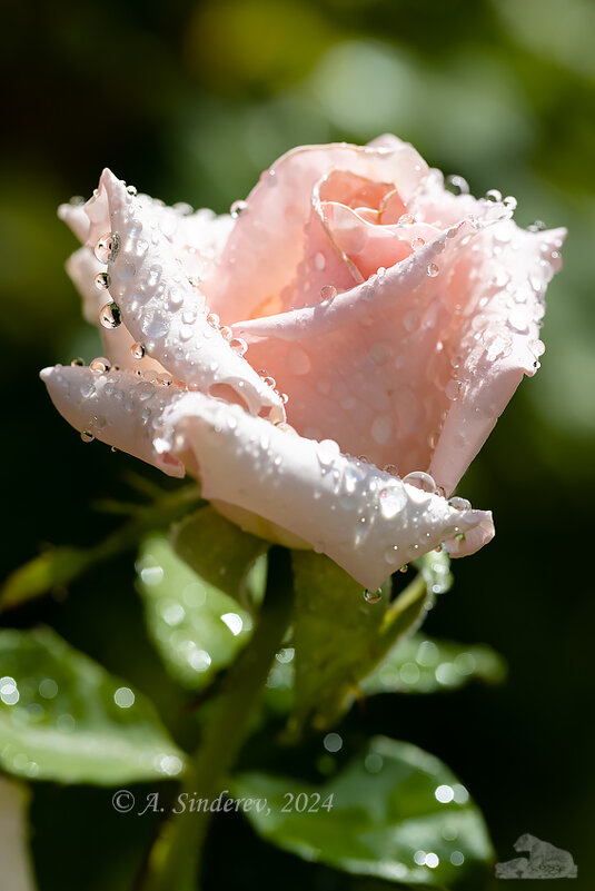 Светло-розовая роза в каплях воды - Александр Синдерёв