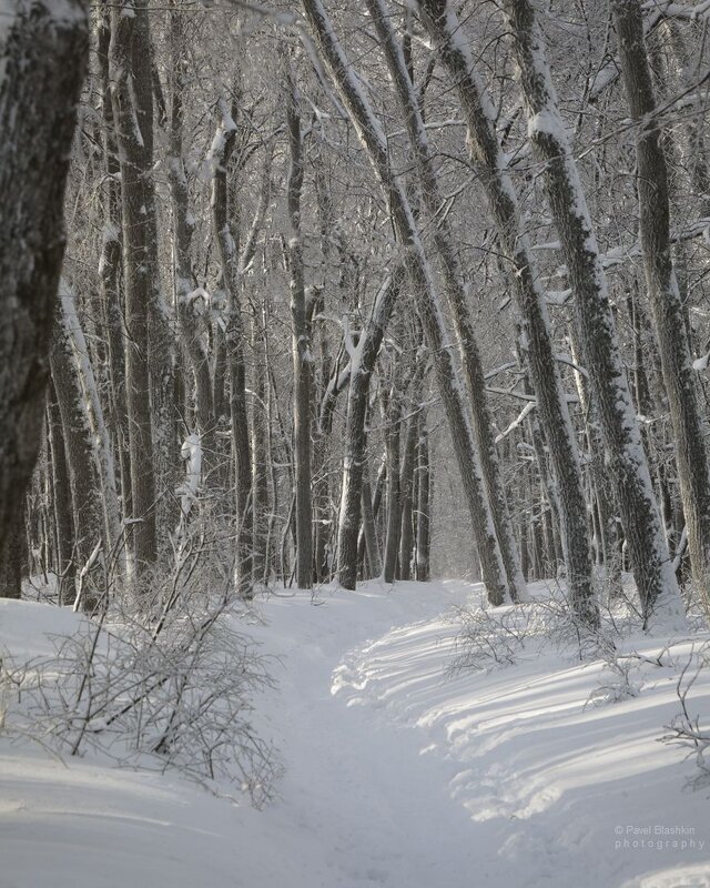 Зимний лес - Pavel Blashkin