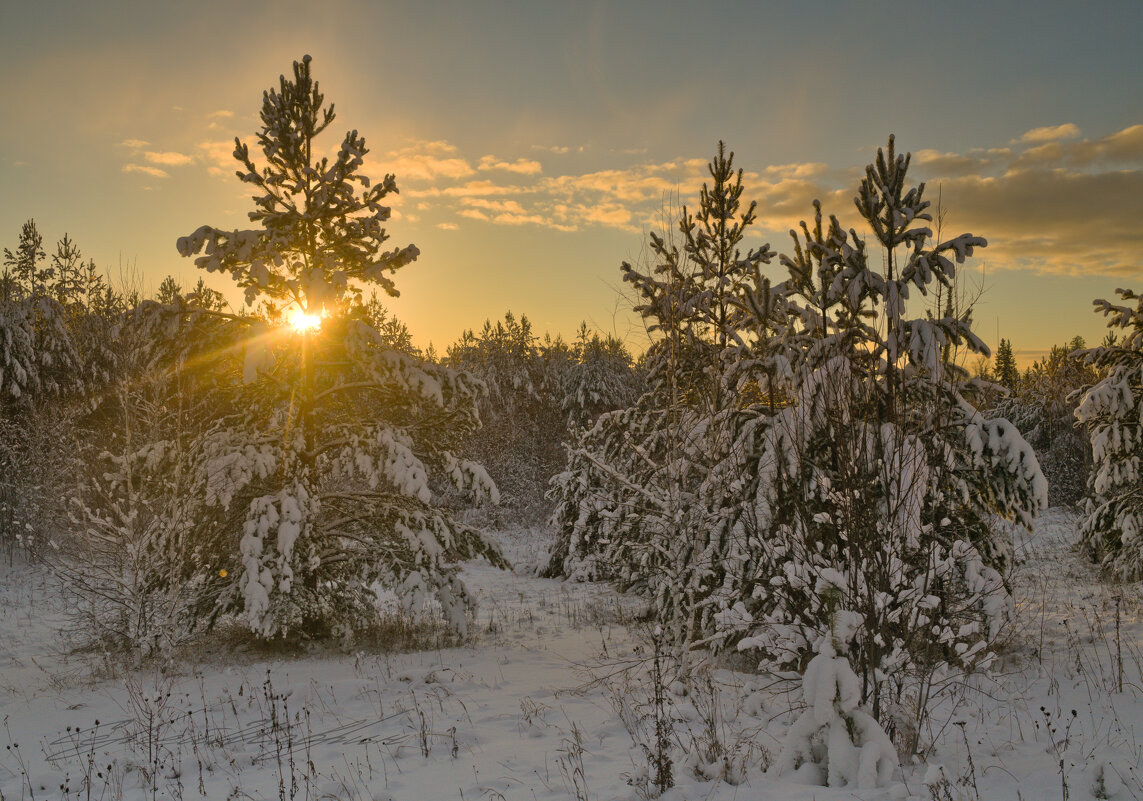 Зимний лес под вечерним солнцем - Сергей Шаврин