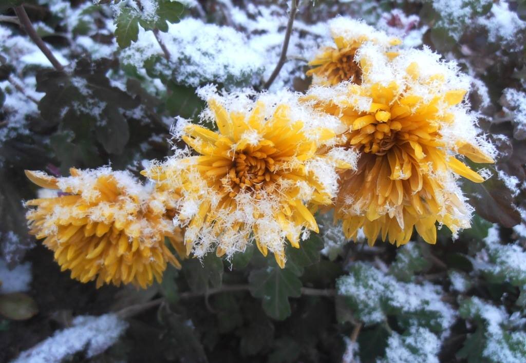 Наши хризантемы и первый снег - Наталья 
