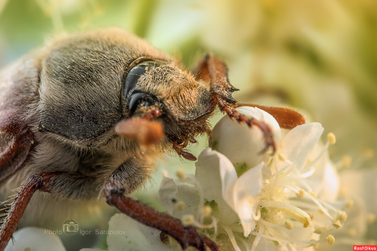 Macro monster - Игорь Сарапулов