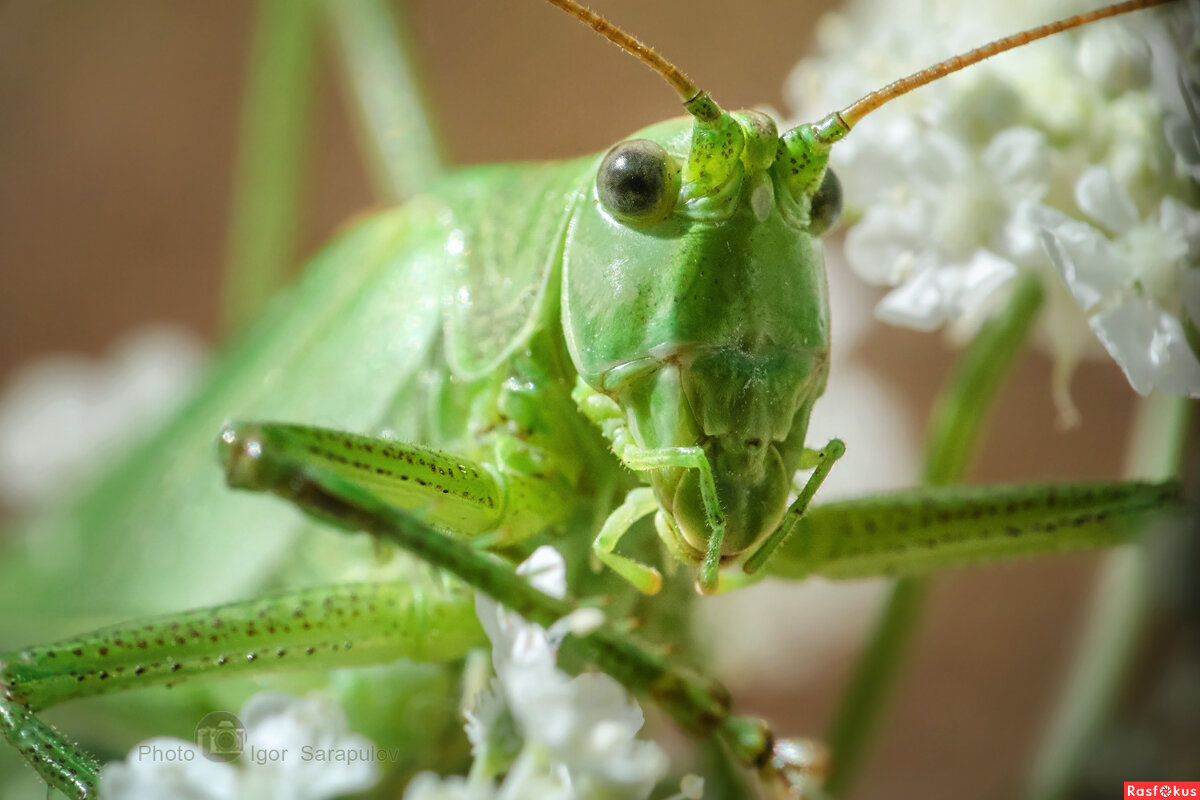 Tettigonia viridissima - Игорь Сарапулов