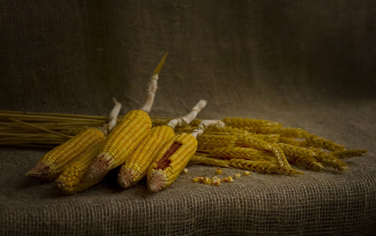 Кукуруза - Пасечник 
