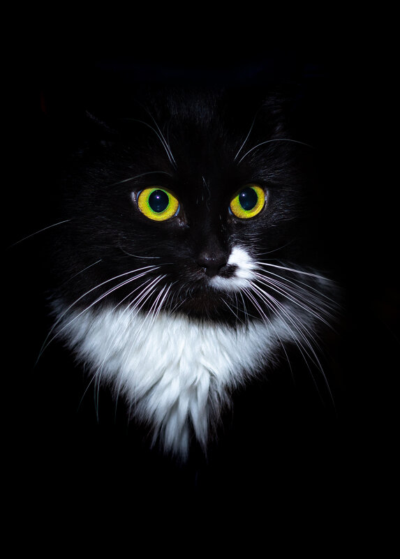 Black cat - Владимир Лазарев
