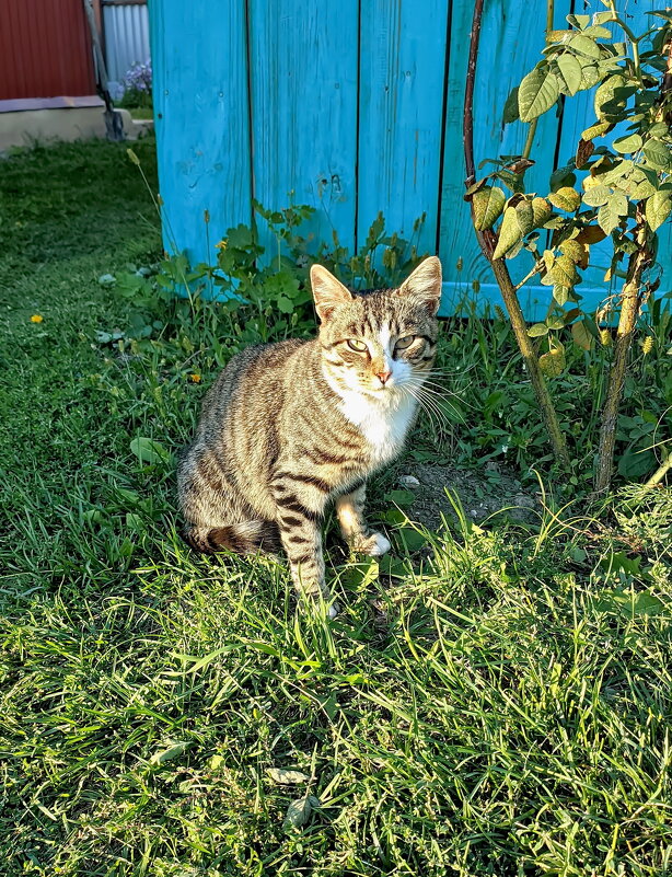 Мурзик - Валерий Судачок