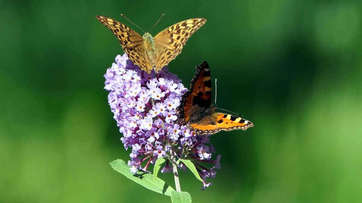 Красивые Бабочки на цветах. - "The Natural World" Александер