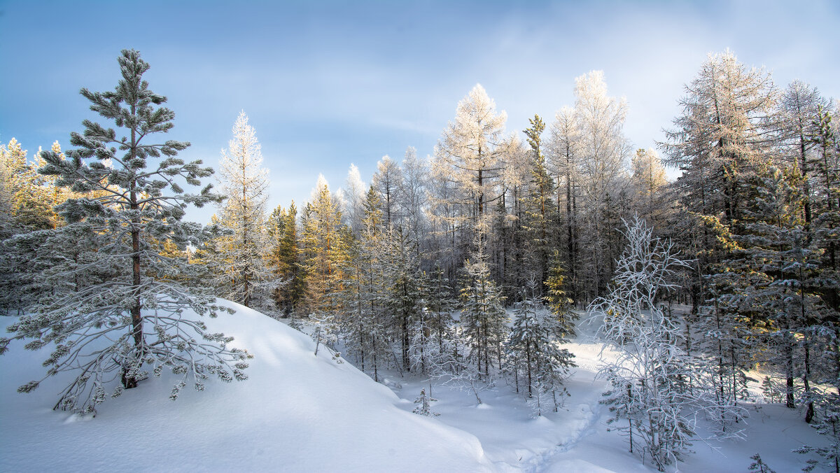 В зимнем лесу - Vladimbormotov 