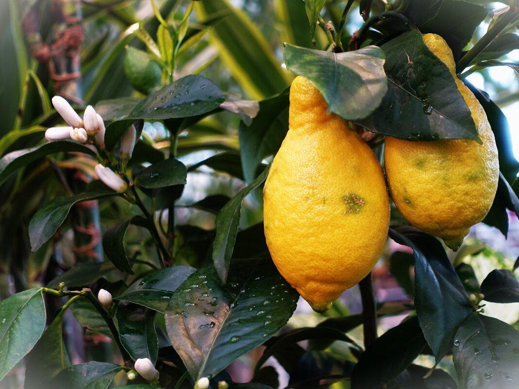 Зацветающий лимон с плодами в феврале 2024г. - Aida10 