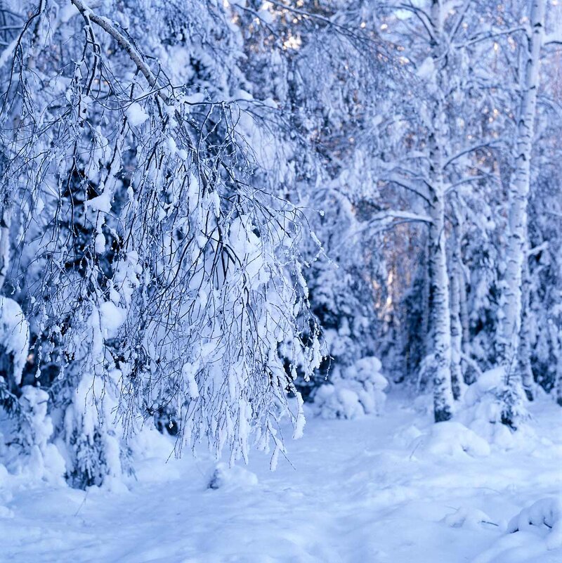 В морозном лесу - Сергей Курников