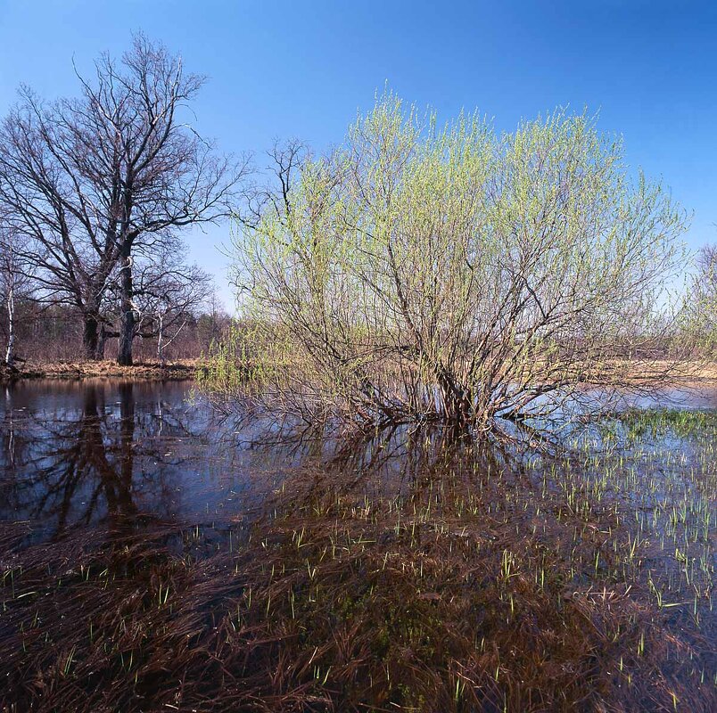 В лугах - Сергей Курников