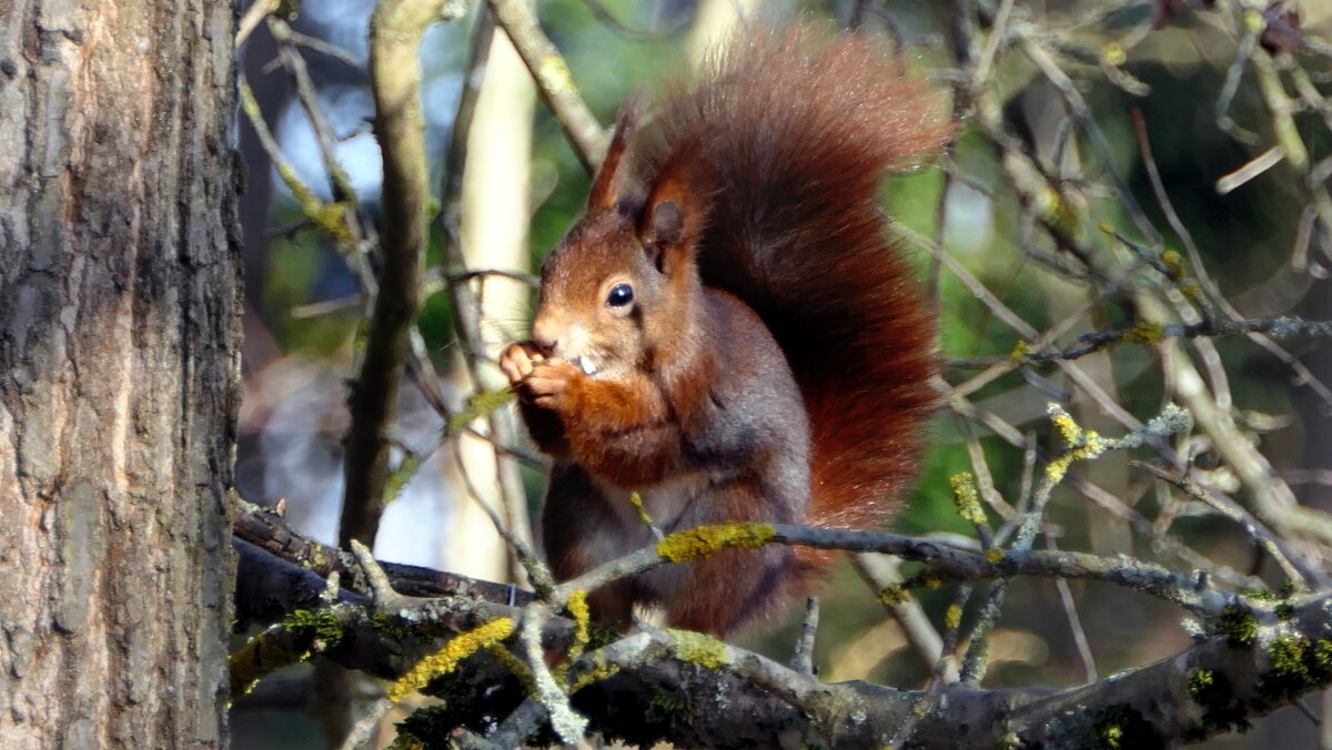 БЕЛКА ОБЫКНОВЕННАЯ (Sciurus vulgaris)... - "The Natural World" Александер