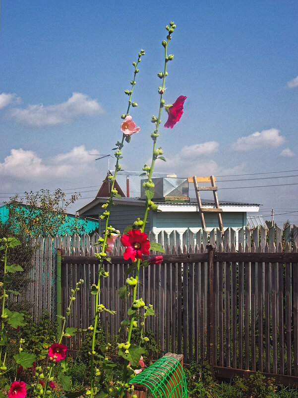 Цветы Мальва на даче - SafronovIV Сафронов