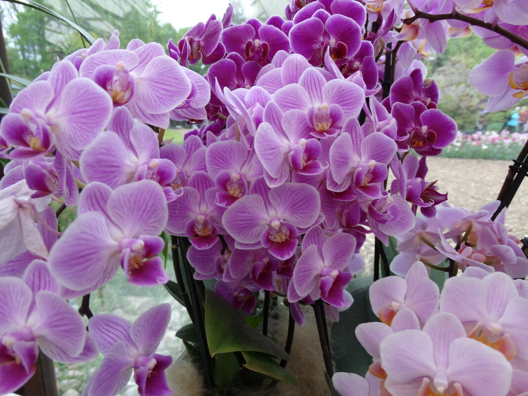 Орхидеи - svk *
