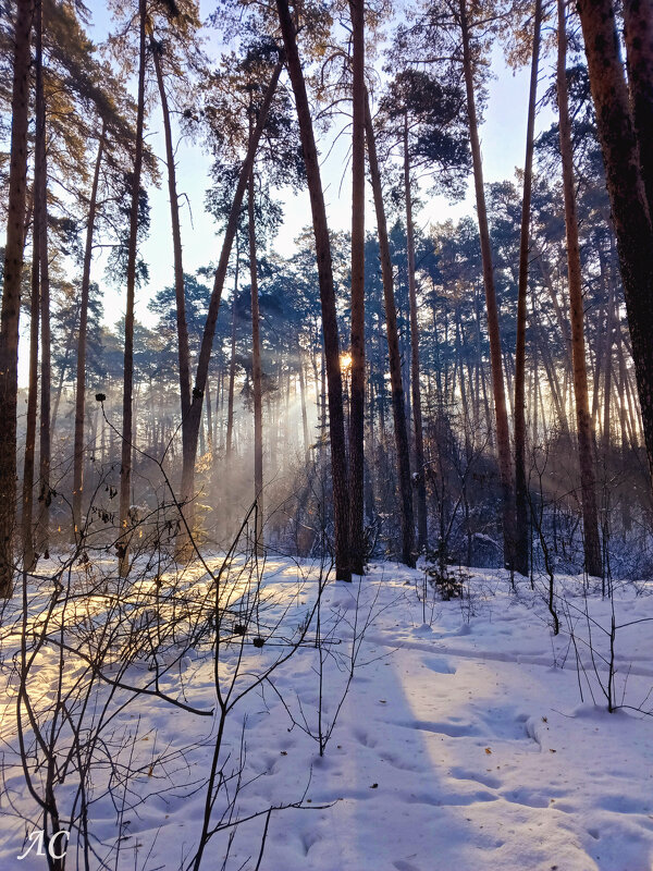 Зимнее утро - Любовь Сахарова