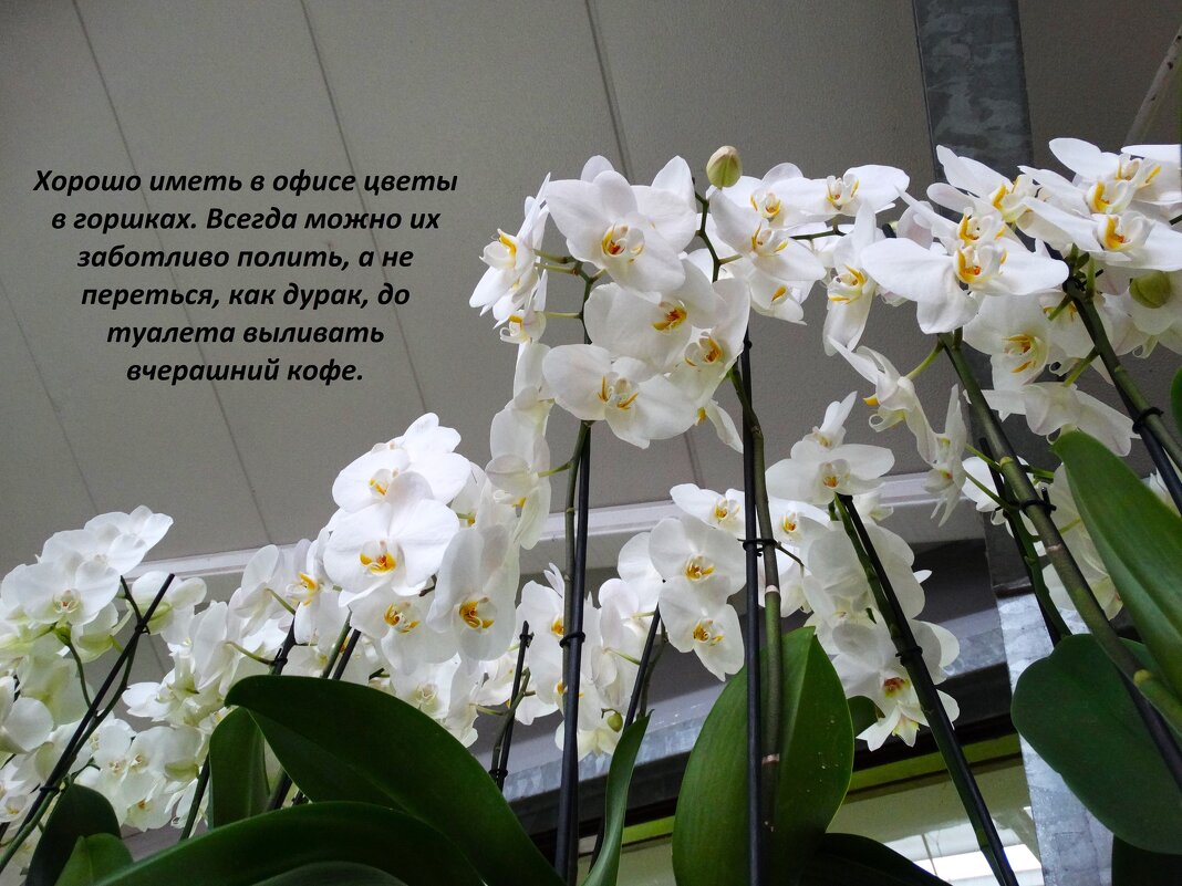 Снова орхидеи - svk *