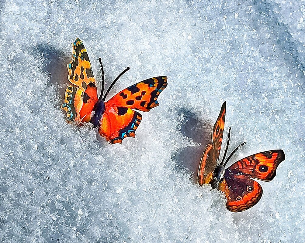Бабочки на снегу - veilins veilins