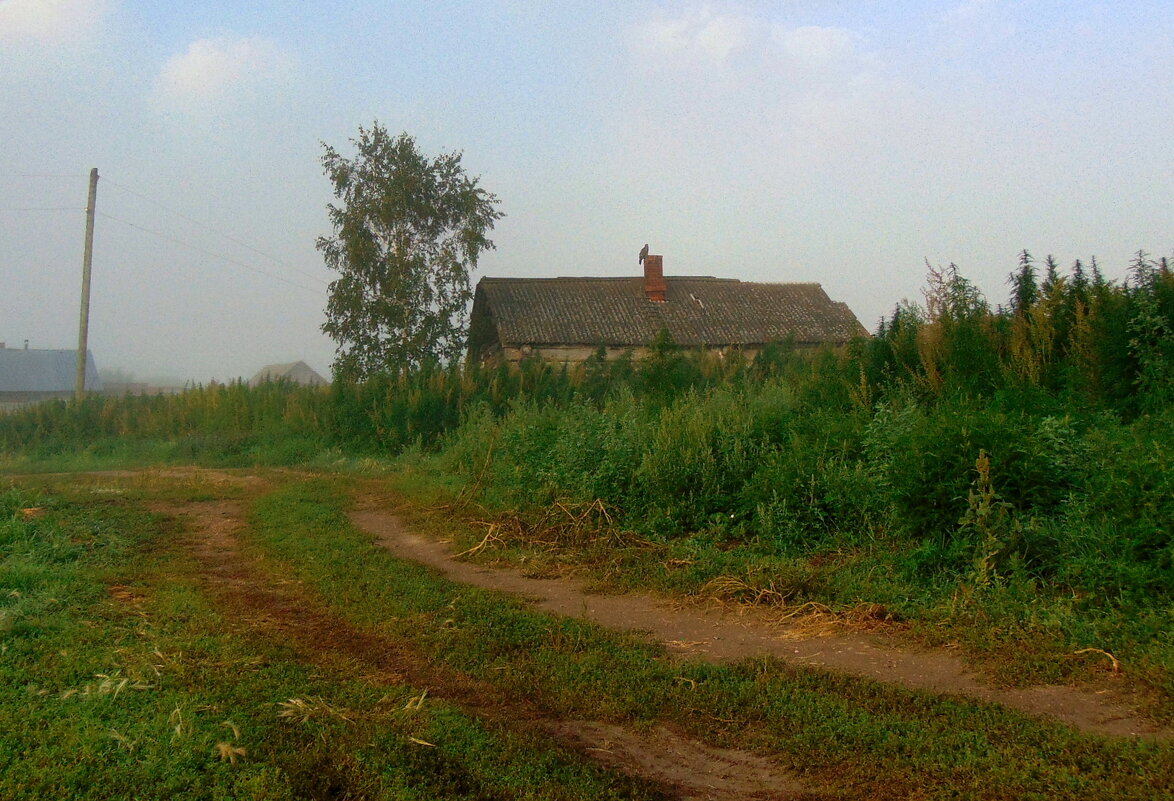 Туманное утро в деревне. - nadyasilyuk Вознюк
