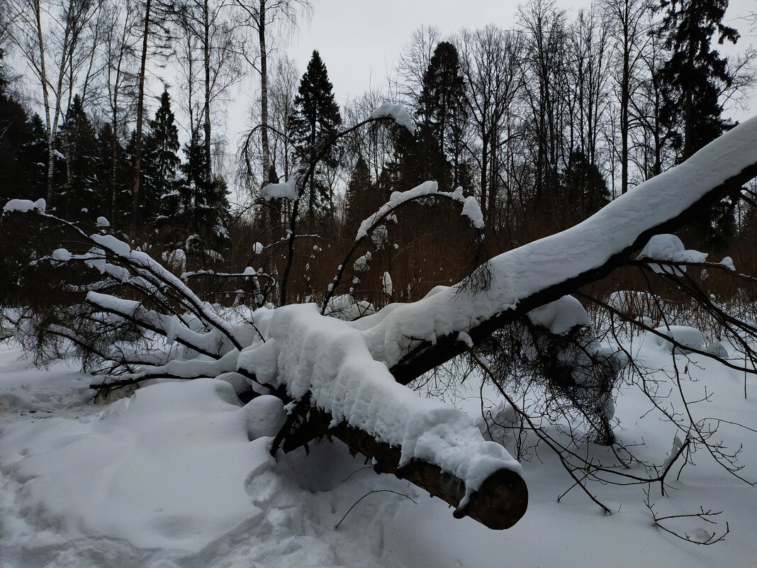 Февраль черно-белый - Андрей Лукьянов