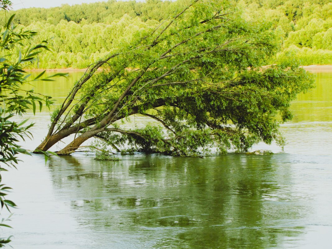 Дерево в реке купается - Валентина 